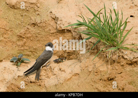 Sand Martin / Bank Swallow( Riparia riparia) just arrived in their breeding territories, singing, courting, searching for partner, wildlife,, Europe. Stock Photo