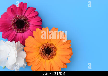 Colorful Daisy Gerbera flowers and white Hortensia flower on turquoise blue background. Stock Photo