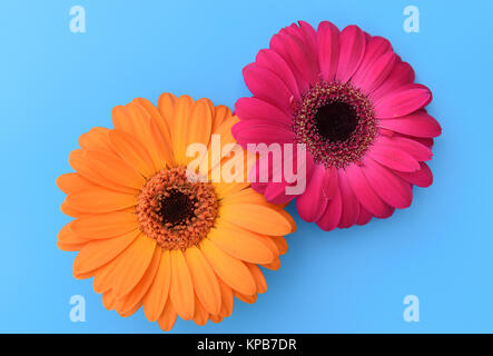 Top view of two Gerbera flowers isolated on blue background. Stock Photo