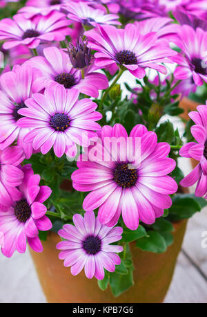 Purple African Daisy flowers in bloom in terracotta pot. Garden decoration. Stock Photo