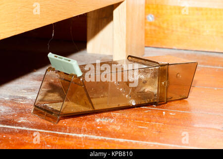 Field mouse (Apodemus sylvaticus) caught in a humane mousetrap, England, UK Stock Photo