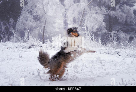 Rough collie dog with snowball exploding around him after trying to catch it in snowy scene at Leith Hill, Dorking, Surrey, UK. Stock Photo