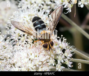 Hoverfly (Leucozona glaucia) feeding on umbellifer in woodland. Cahir, Tipperary, Ireland. Stock Photo