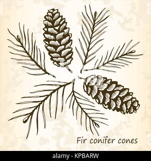 Fir conifer cones set Stock Vector