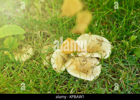 Yellow birch leaf is on the family of white field mushrooms in the green grass. Stock Photo