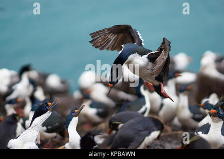Imperial Shag (Phalacrocorax atriceps albiventer) coming to land among a large group of birds on the coast of Saunders Island on the Falkland Islands Stock Photo