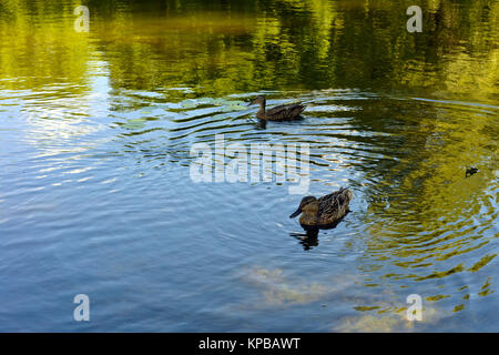 waterfowl, duck or mallard, duck family. Swim in search of food on a small creek. Samara Botanical Garden, Samara July 18, 2016 Stock Photo