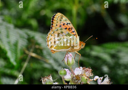 Dark Green fritillary butterfly,'Argynnis aglaja',showing the bright underwing pattern,July Augst,Devon,UK Stock Photo