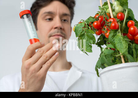 Attentive male biologist or tech with tomato plant and red sample. Shallow DOF, focus on the hand that holds sample. Stock Photo