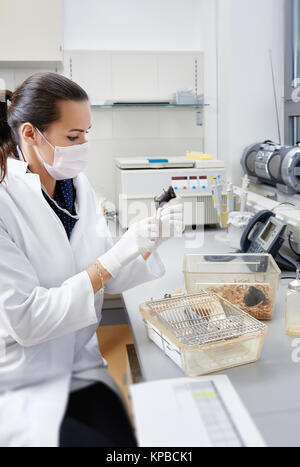 Female scientists handles laboratory mouse in modern laboratory Stock Photo