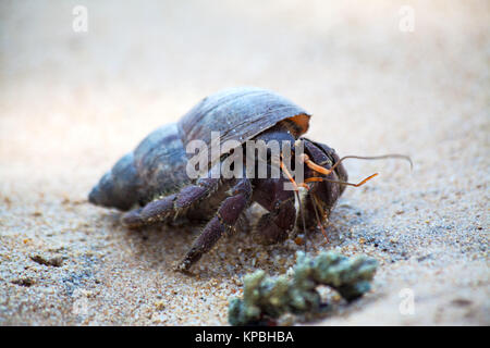 a hermit crab crawls in the sand from the beach of tropical island of sri lanka in the indian ocean in asia Stock Photo