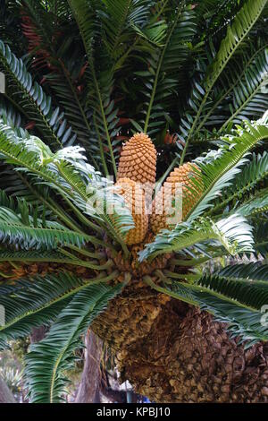 fruit prior modjadjis palme (encephalartos transvenosus) brotpalmfarn,in city park Stock Photo