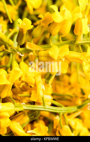 Yellow Winter Cress flowers Stock Photo