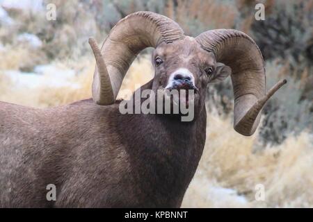 A bighorn sheep with sore mouth disease at the Yellowstone National Park December 11, 2017 in Wyoming. Stock Photo