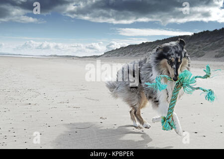 Rough collie running on the beach with a green rope in his mouth. In Dingle, Ireland. Stock Photo