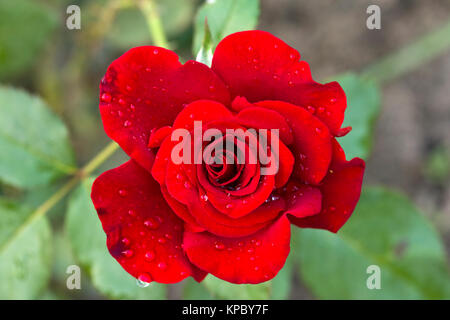 drops of rain on a petals of a crimson rose Stock Photo