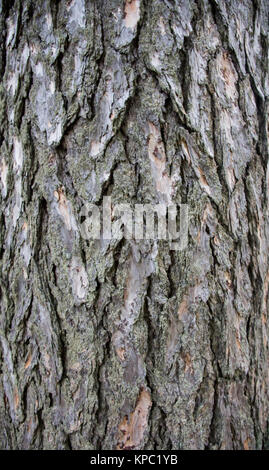 juniper bark texture surface Stock Photo