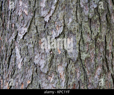 juniper bark texture surface Stock Photo