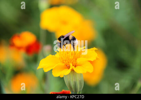 bee bumblebee drink nectar on tagetes marigolds flowers Stock Photo