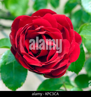 Kletterrose, Amadeus, Climbing Rose Stock Photo - Alamy