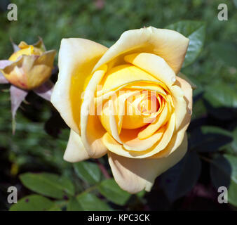 .Edelrose, Candlelight Stock Photo