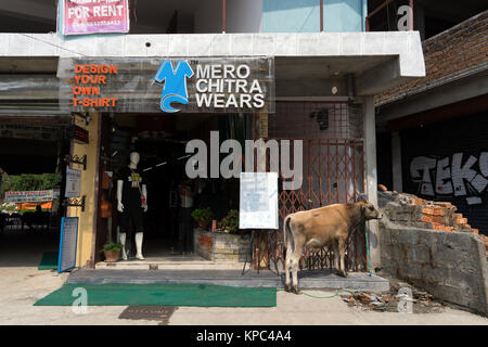 Cow outside tshirt shop, Pokhara, Nepal. Farm animal in urban environment. Stock Photo
