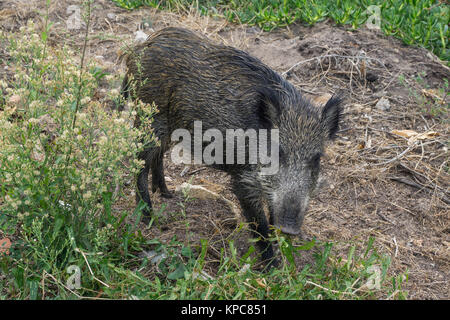 Wild boar (Sus scrofa) at Costa Paradiso, Sardinia, Italy, Mediterranean  sea, Europe Stock Photo