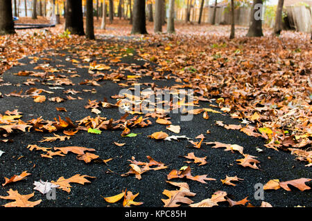 A Walk in the Autumn Leaves