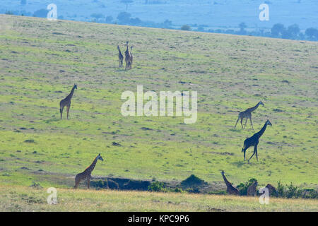 Kenya is a prime tourist destination in East Africa. Famous for wildlife and natural beauty. Giraffe family on grass plains Stock Photo