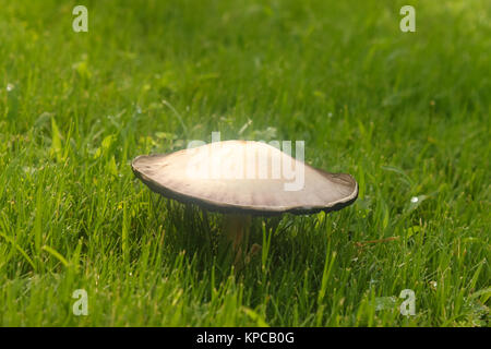 Mushroom growing in wet green grass with water droplets - selective focus Stock Photo