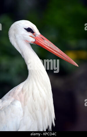 white stork (Ciconia ciconia) Miami, Florida, USA Stock Photo