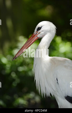 white stork (Ciconia ciconia) Miami, Florida, USA Stock Photo