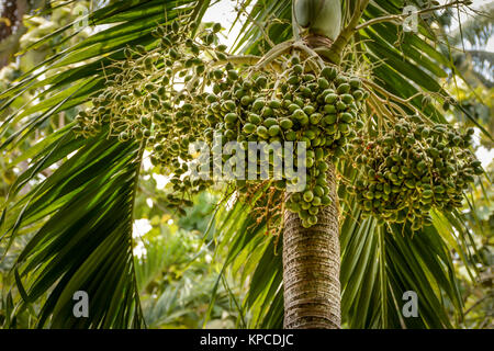 bunches of betel nut on the plant Stock Photo