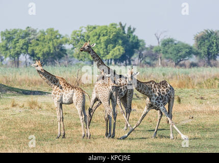 A group of Giraffes in Namibian savanna Stock Photo