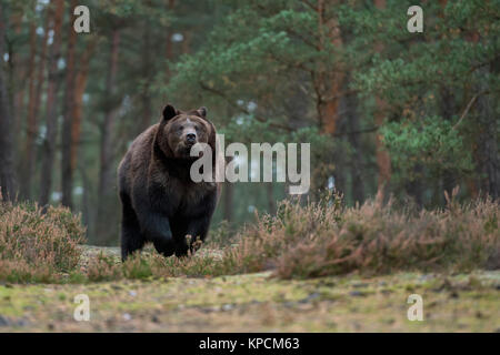 European Brown Bear ( Ursus arctos ), strong and powerful adult, running fast over a clearing in boreal woods, coming near, frontal shot, Europe. Stock Photo