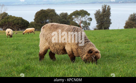 Sheep grazing on a lovely green pasture Stock Photo