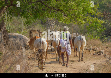 The shepherd grazes cows in the steppe region. Indian people in traditional clothes, dhoti. Hampi, Karnataka, India. Stock Photo