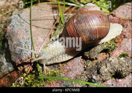 big snail close-up in the forest on stone Stock Photo