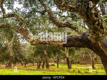 Cork Trees natural resources Landscape in Portugal Stock Photo