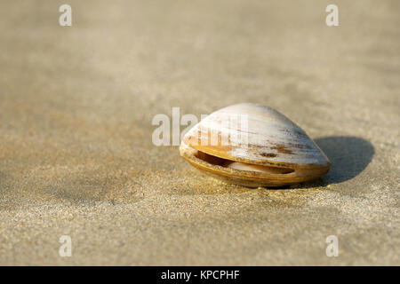 Isolated clam on sand in New Zealand Stock Photo