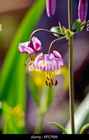 Lilium martagon purple Stock Photo