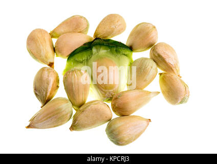 Detail of multiple bunya pine seeds and a cone segment Stock Photo