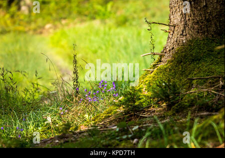 in the shade of a tree - a romantic place for a picnic Stock Photo