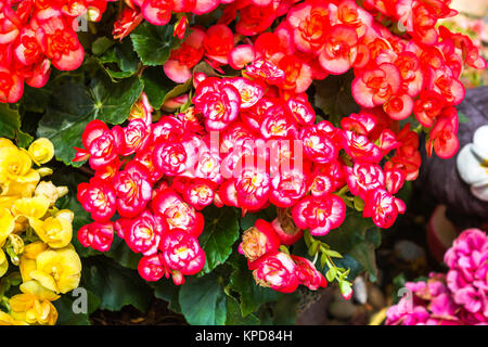 Colorful of red and yellow flowers Stock Photo