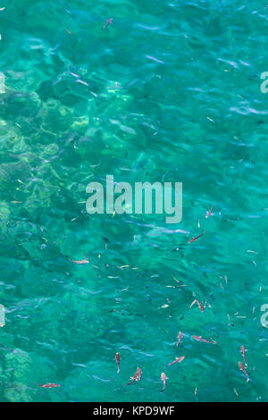 Many fish on the surface of the Alboran Sea in the Strait of Gibraltar Stock Photo
