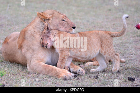 Wildlife in Maasai Mara, Kenya. Lioness with cubs Stock Photo