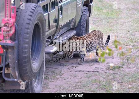 Wildlife in Maasai Mara, Kenya. Leopard hiding under safari vehicle Stock Photo