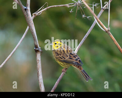 Yellowhammer Emberiza citinella perched on norway spruce Stock Photo