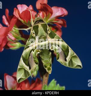 Oleanderschwärmer, Nachtfalter, an rosa Blüten. Sehr selten, Oleander hawk-moth Grosser Nachtfalter, der von Südeuropa, teilweise Nordafrika,  jährlich einwandert und sogar Skandinavien erreicht. Stock Photo