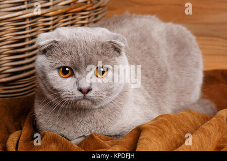 gray cat with yellow eyes Scottish Fold Stock Photo